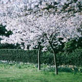 clcherry