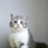 Kitty心如