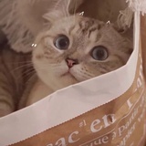 饮茶