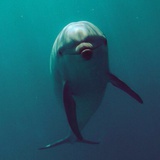 小橘子
