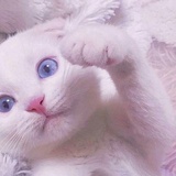 Amy妮妮小熊