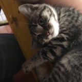 会倒立的猫