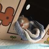 琥珀酱