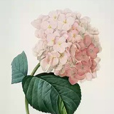 糖醋里脊