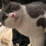 xiao儛