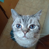 海桔猫