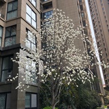 似水流年