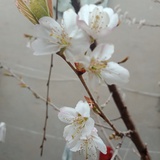 梦文