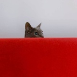 missing