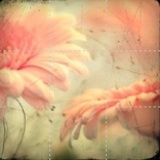 Scǒ.Ｒ