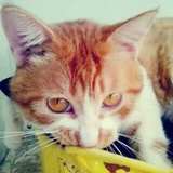 胖子是只橘猫