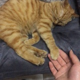 小先生