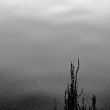 wheatstream