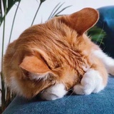马亿