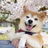 娃哈哈