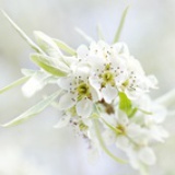 零落花几许