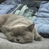方头狮