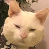 Bl