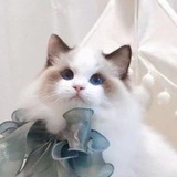 镜子丶