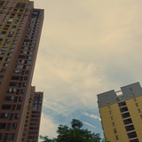 南阜鸟