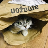 毛毛