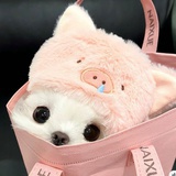 简疏