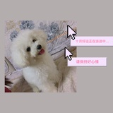 邓小猫