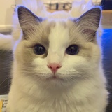 nicmi