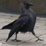 雾月章鱼