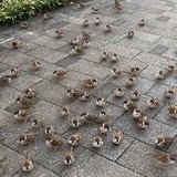 秋水