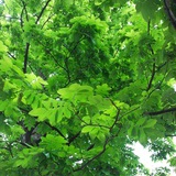 逸风