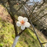 爱花cat