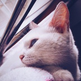 小贤