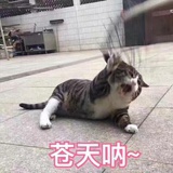 呆呆的树林