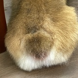 茶茶