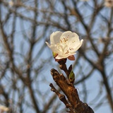 嘉木森森