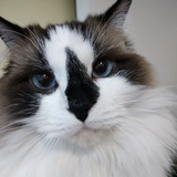 瘦猴儿