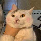 纯