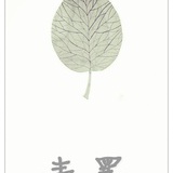 清末青墨