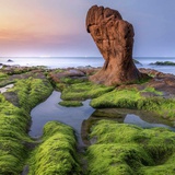 安小树