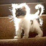 星尘猫仔