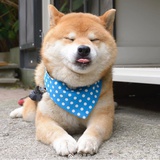丢丢酱爱kobe