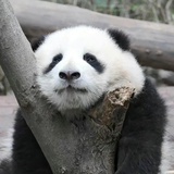 吱吱吱吱