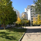 天天天蓝莲叶田田