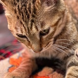 挖挖机大马扇人