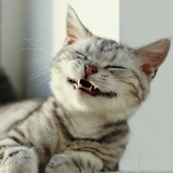 猫饭团