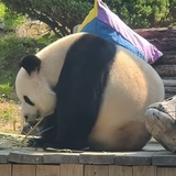 脑子要长出来了