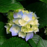 莫米莫米