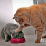 小弟求饶