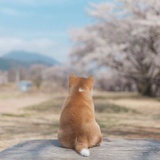 廿北口